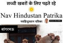 बंदरों का आतंक,बाजार से सब्जी या राशन लेकर लौट रहे राहगीरों के हाथ से छीन लेते हैं झोले और बैग